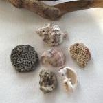 Spanish rocks and shells fr..