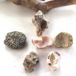 Spanish rocks and shells fr..