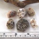 Spanish rocks and shells fr..