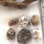 Spanish rocks and shells fr..